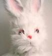Review of Nick Cave's book 'The Death of Bunny Munro'
