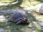 Photo of South African Tortoise (Hare not visible)