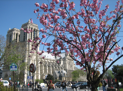 Blossoms outside Notre Dame